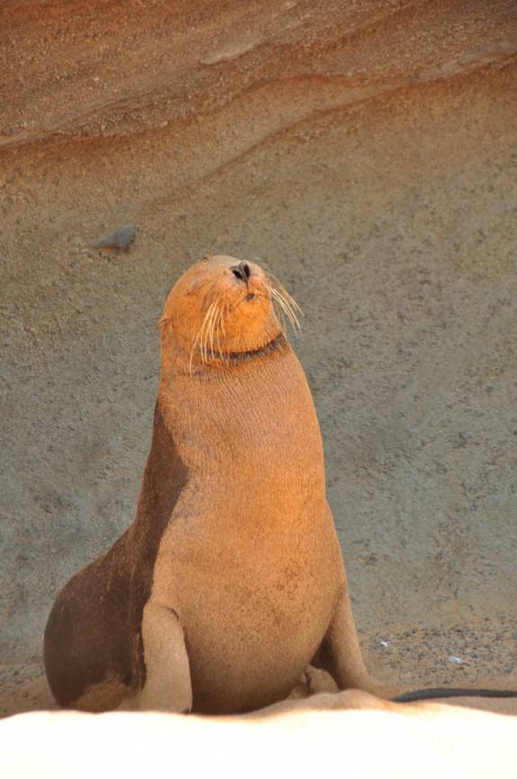Leão marinho depois de um banho de areia na Ilha de San Bartolomeu (próxima a Isla de Santiago), em Galápagos